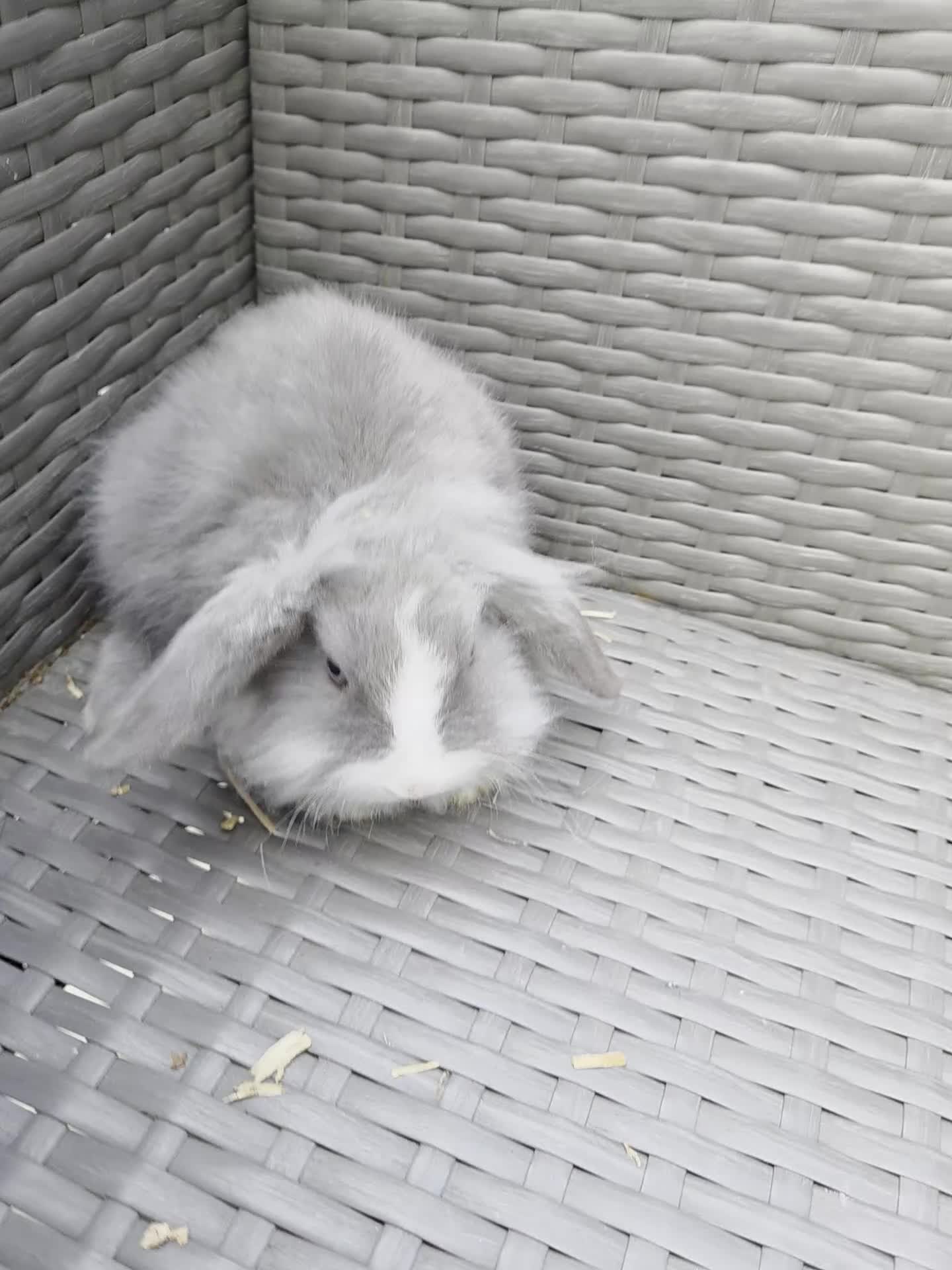 Angora rabbits for sale: Lilac split teddywidder x minilop - Video 1