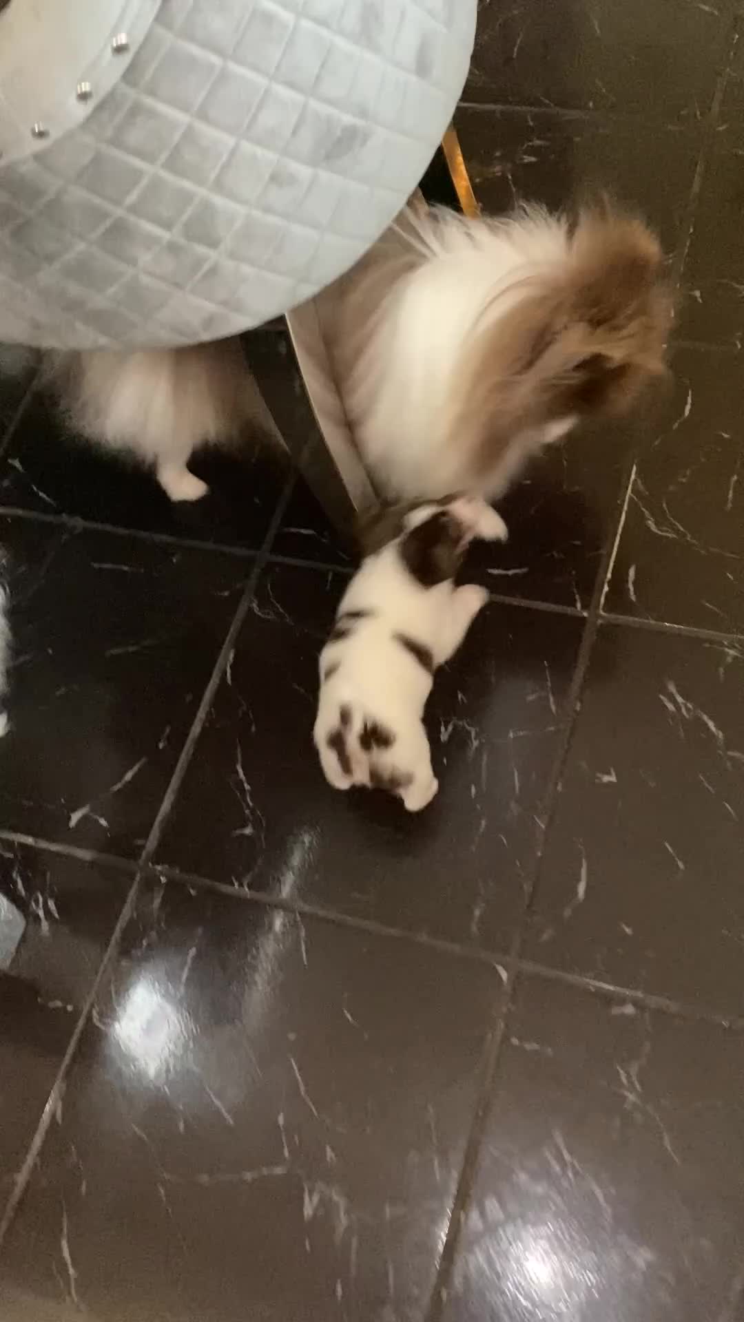 Pomchi dogs for sale: Male pomchi puppy  - Video 1