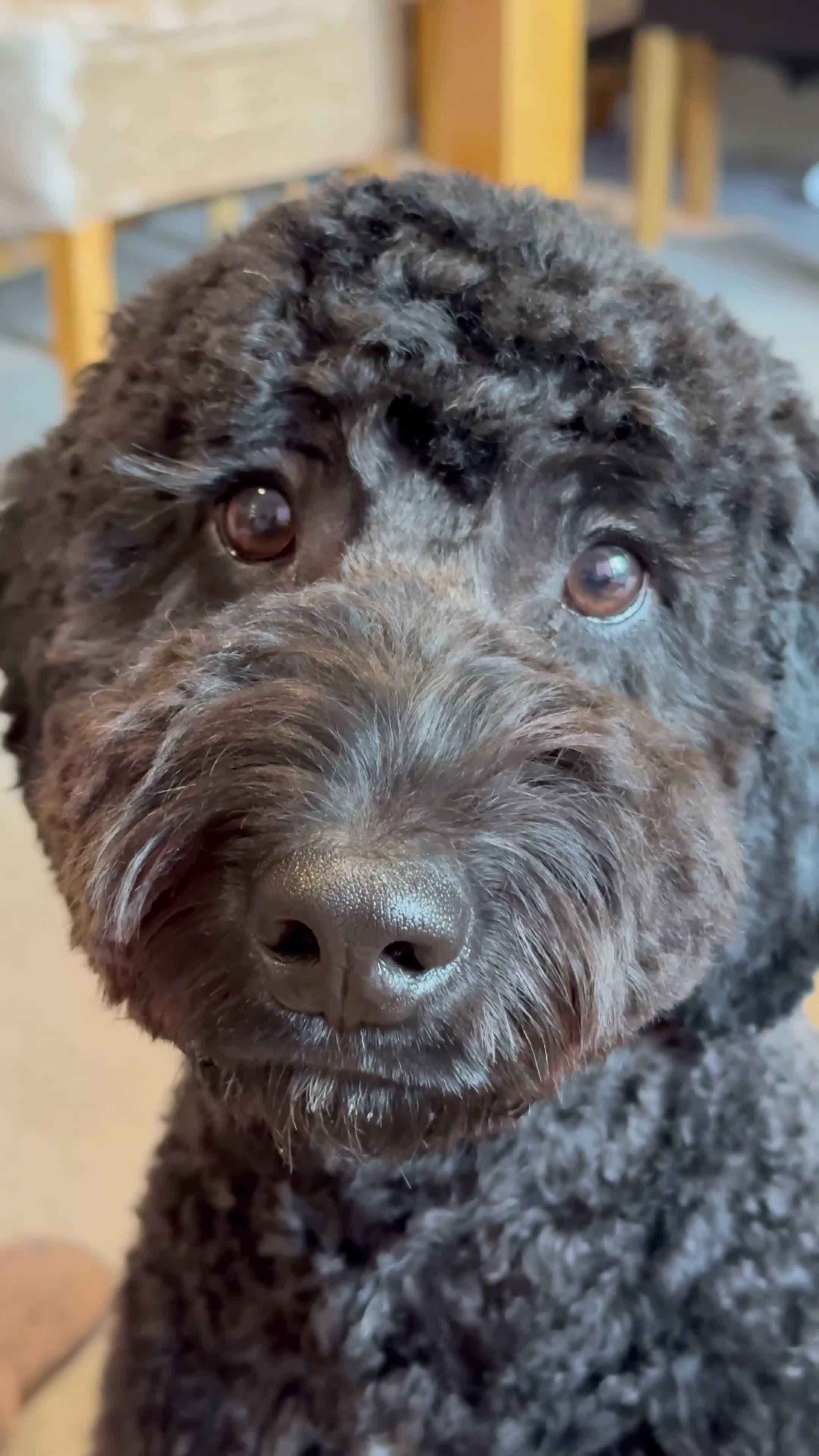 Cockapoo dogs for sale: Brother and sister in need of new home  in Addlestone - Video 3