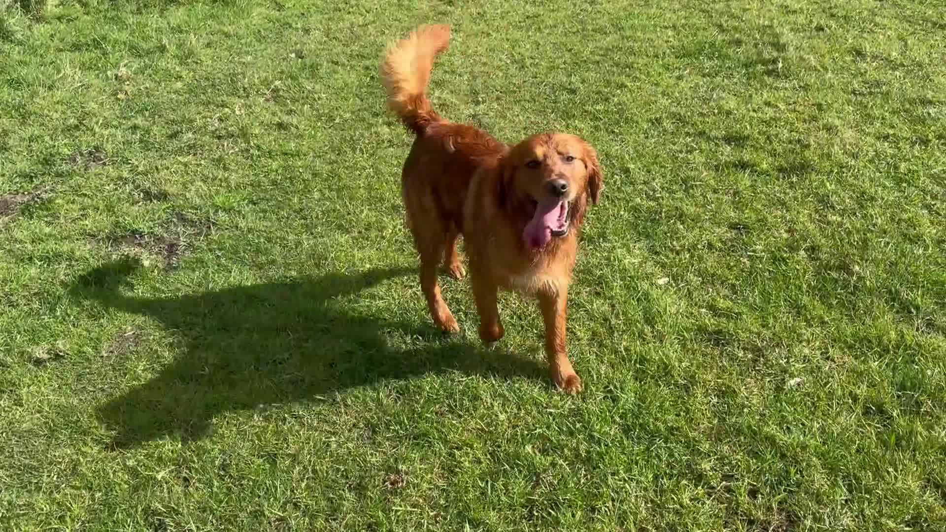Golden Retriever dogs for sale: MALE. DNA CLEAR. PARENTS HIP ELBOW PERFECT  - Video 1