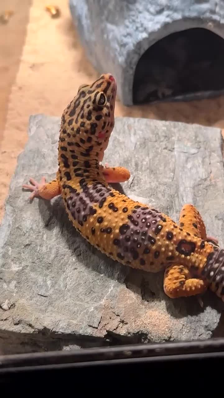 Leopard Gecko reptiles for sale: Ozzy the leopard gecko ❤️ - Video 1
