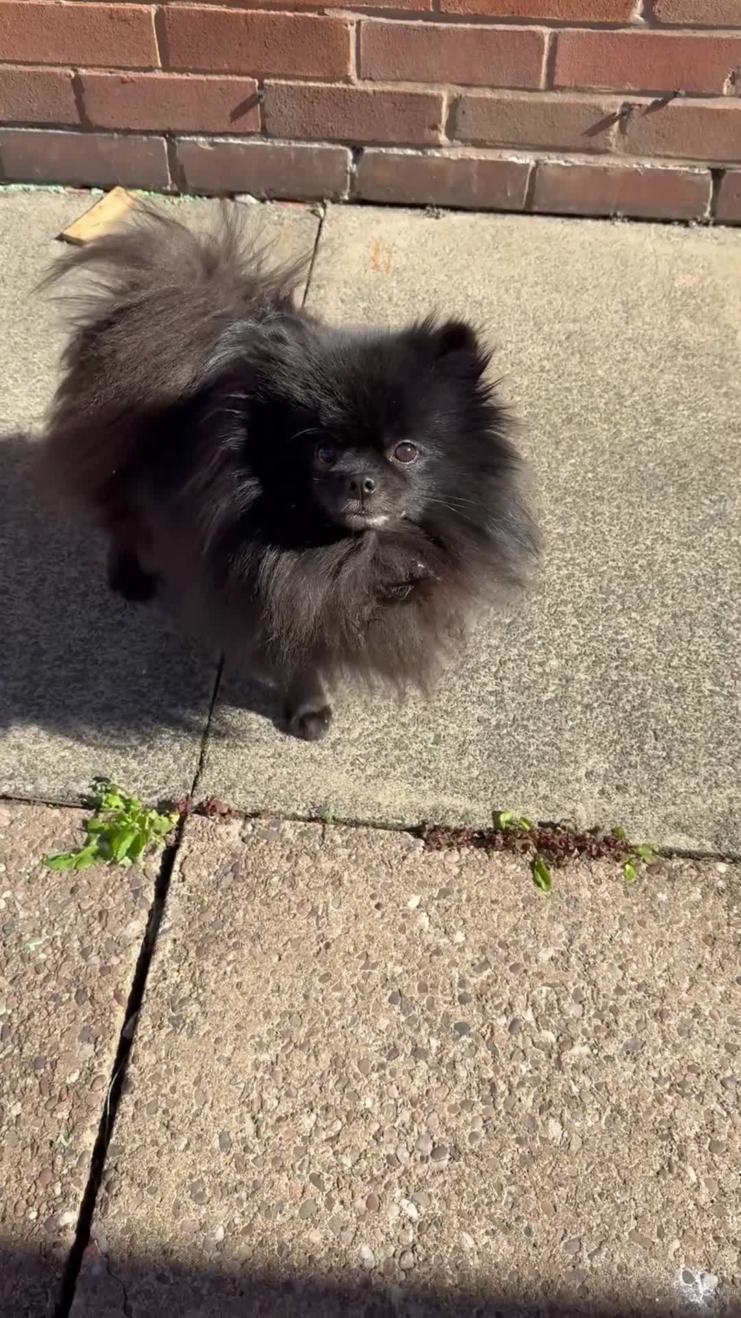 Pomeranian dogs for sale: Adorable Black Pomeranian  - Video 1