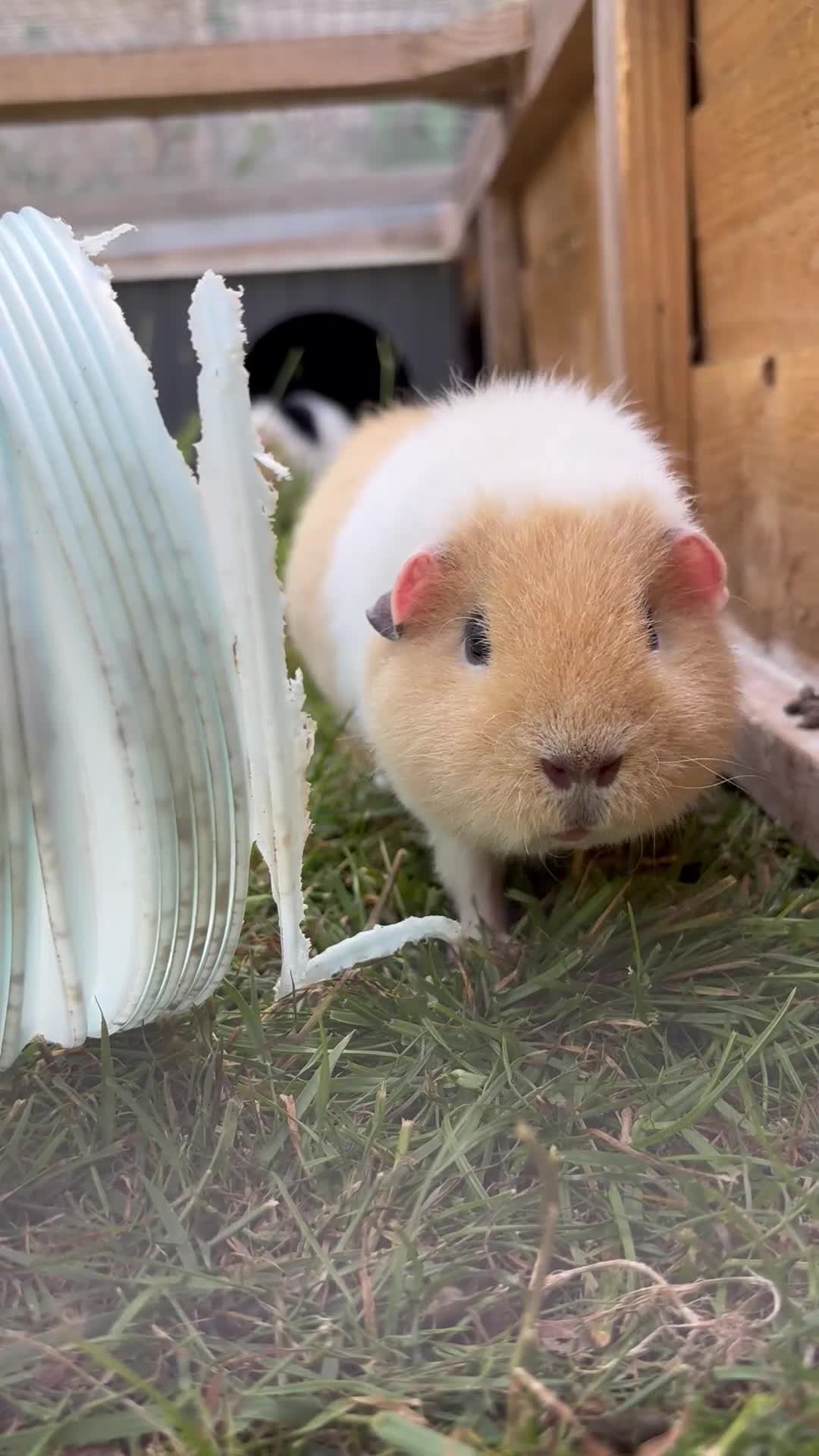Guinea Pig rodents for sale: 6 month old female teddy guinea pigs  in Stowmarket - Video 2