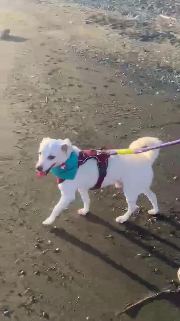 Mixed Breed dogs for adoption: Sweet senior Bobby looking for his golden basket - Video 3