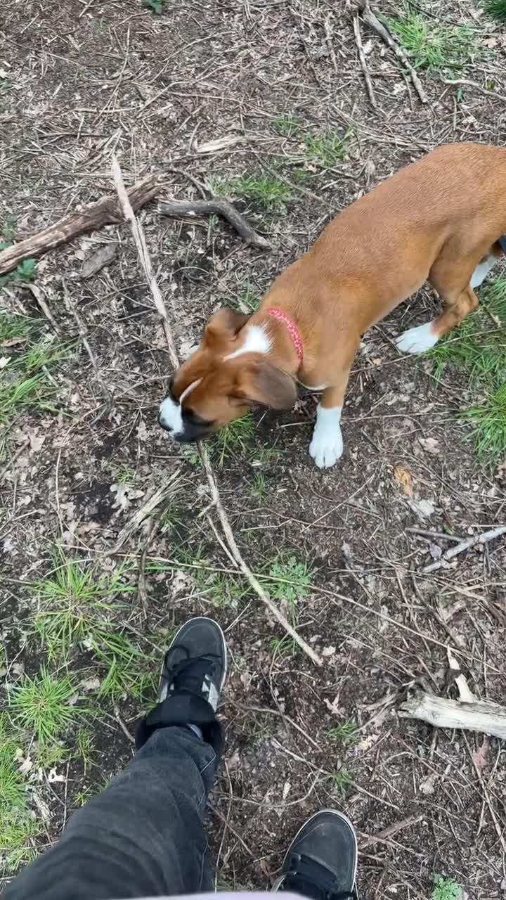 Boxer dogs for sale: Hank! in London - Video 2