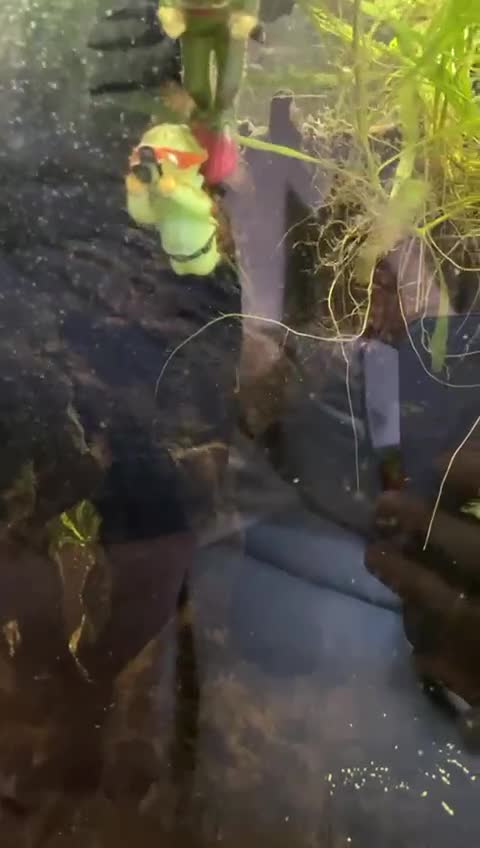 Other/Mixed Breed fish for sale: Tyre track eel - Video 1