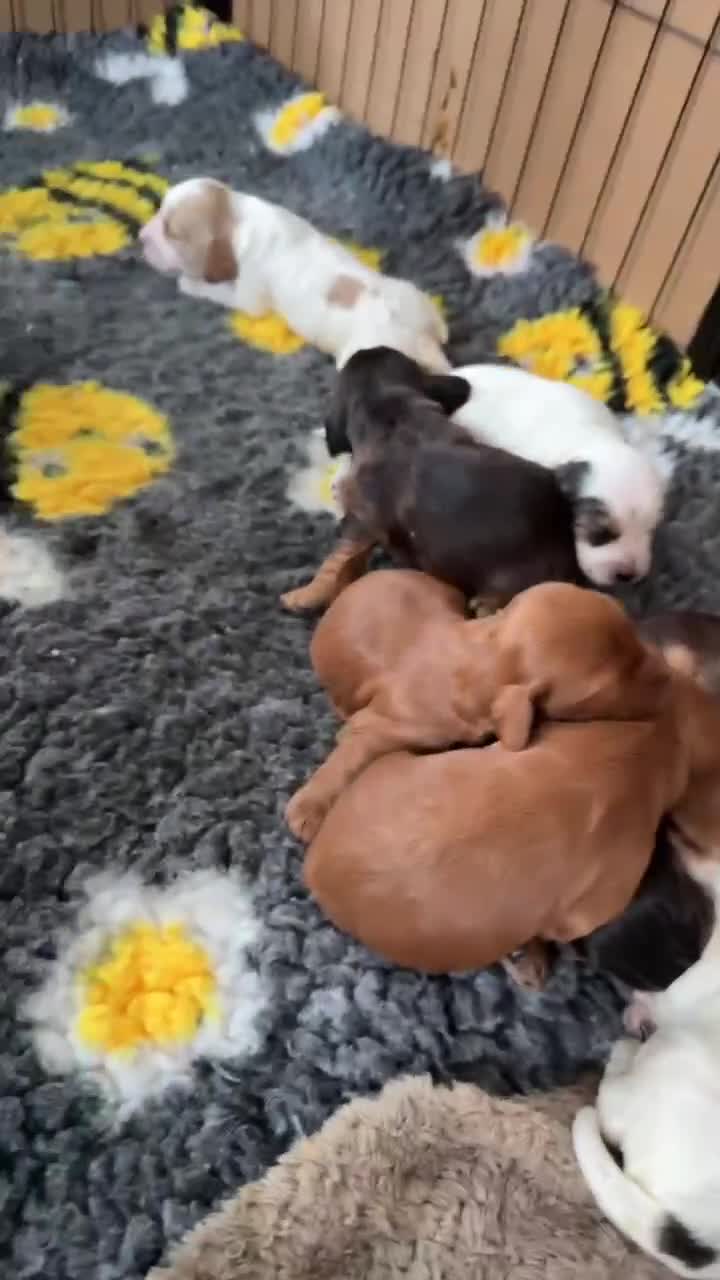 Cockapoo dogs for sale: Gorgeous cockapoos - Video 1