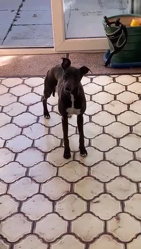 Whippet dogs for sale: Stunning KC Whippet Puppies for Sale - Video 1