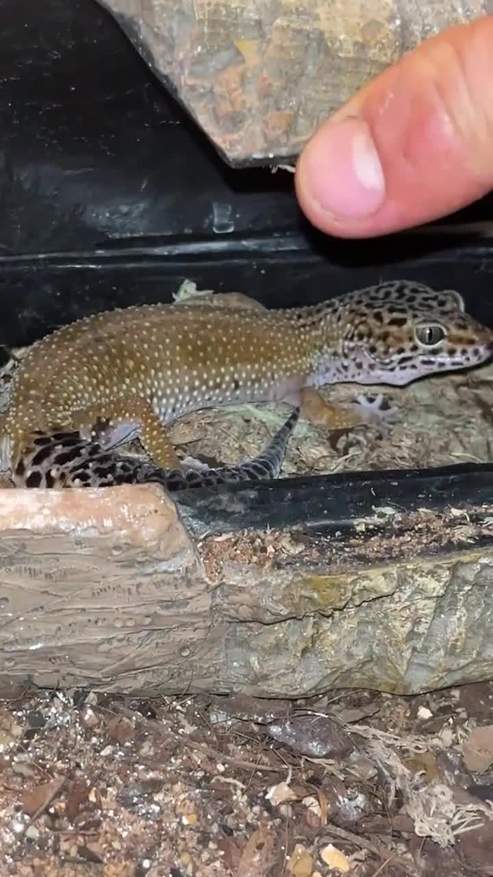 Gecko reptiles for sale: One female and one male leopard gecko - Video 2