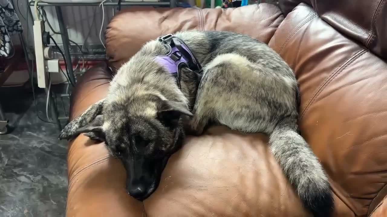 Mixed Breed dogs for adoption: Medium, F, loves people & dogs, great character! - Video 3