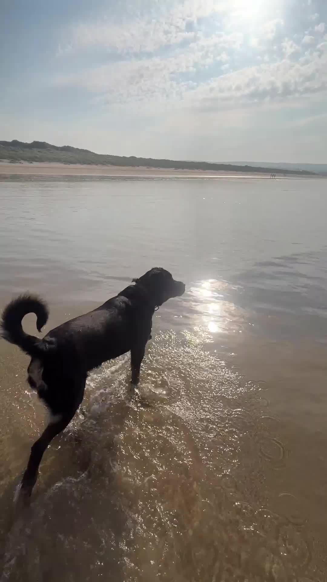 Rottweiler dogs for stud: Rottweiler for stud - Video 1