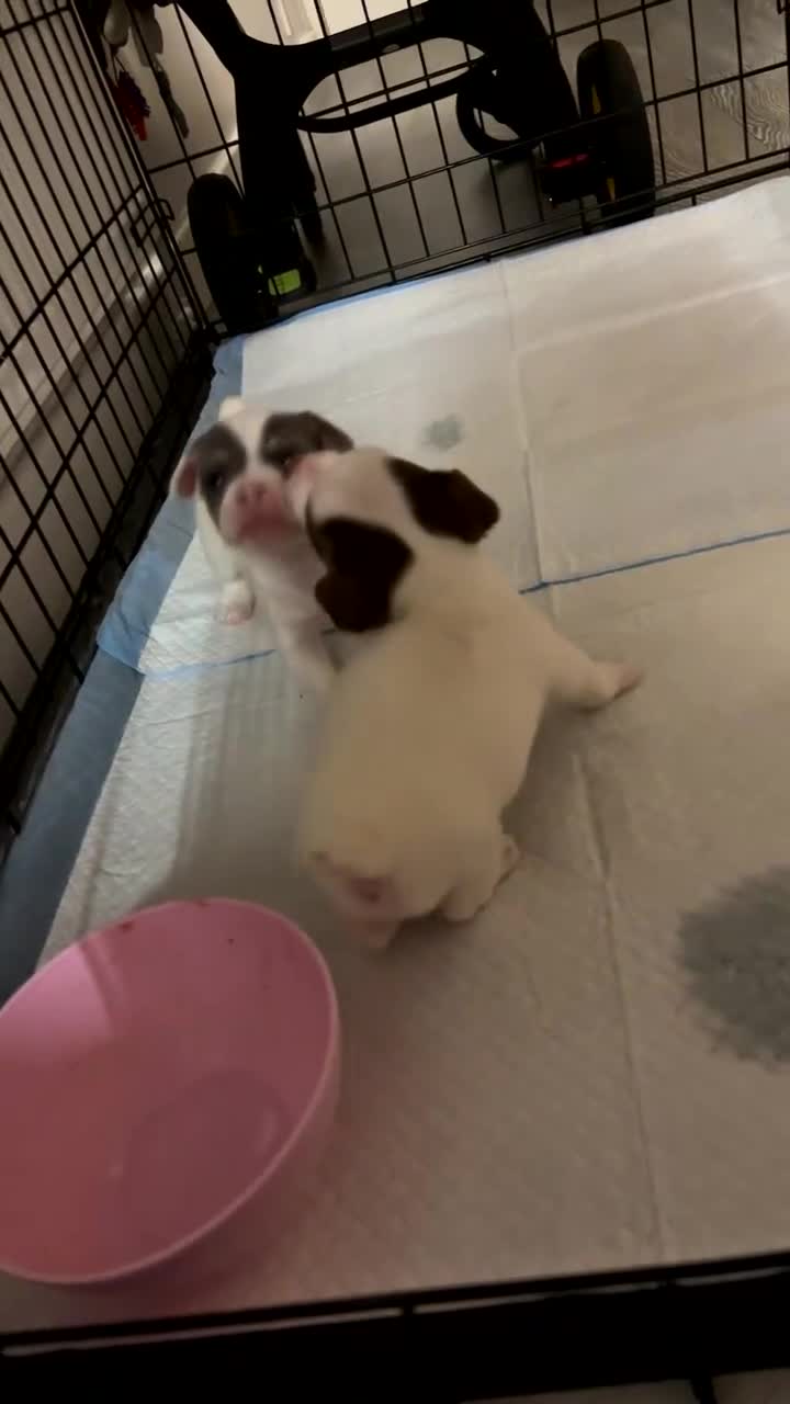 Jack Russell dogs for sale: Miniature Jack Russell’s   - Video 4