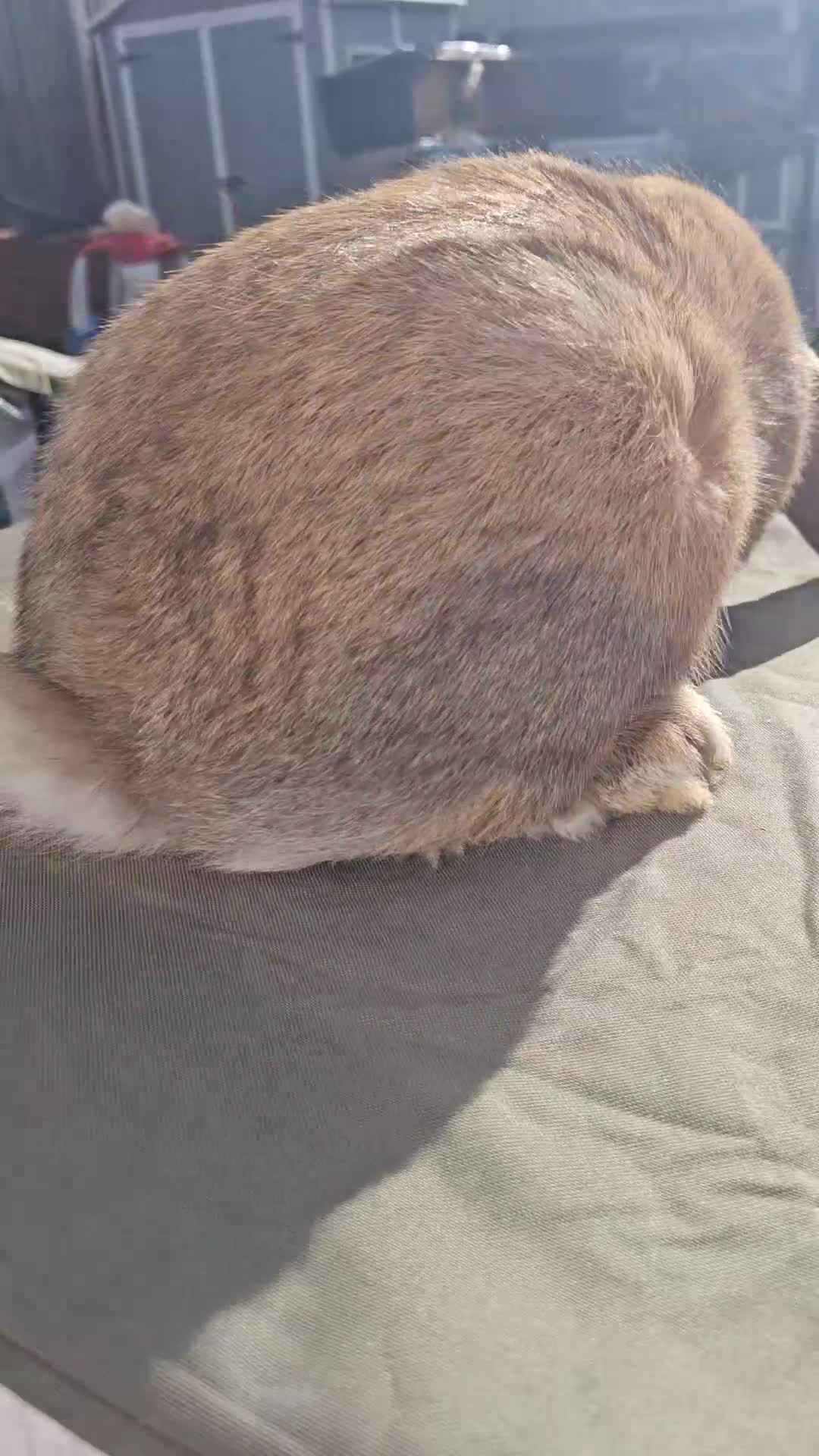 French Lop rabbits for sale: Giant French Lop Buck - Video 1