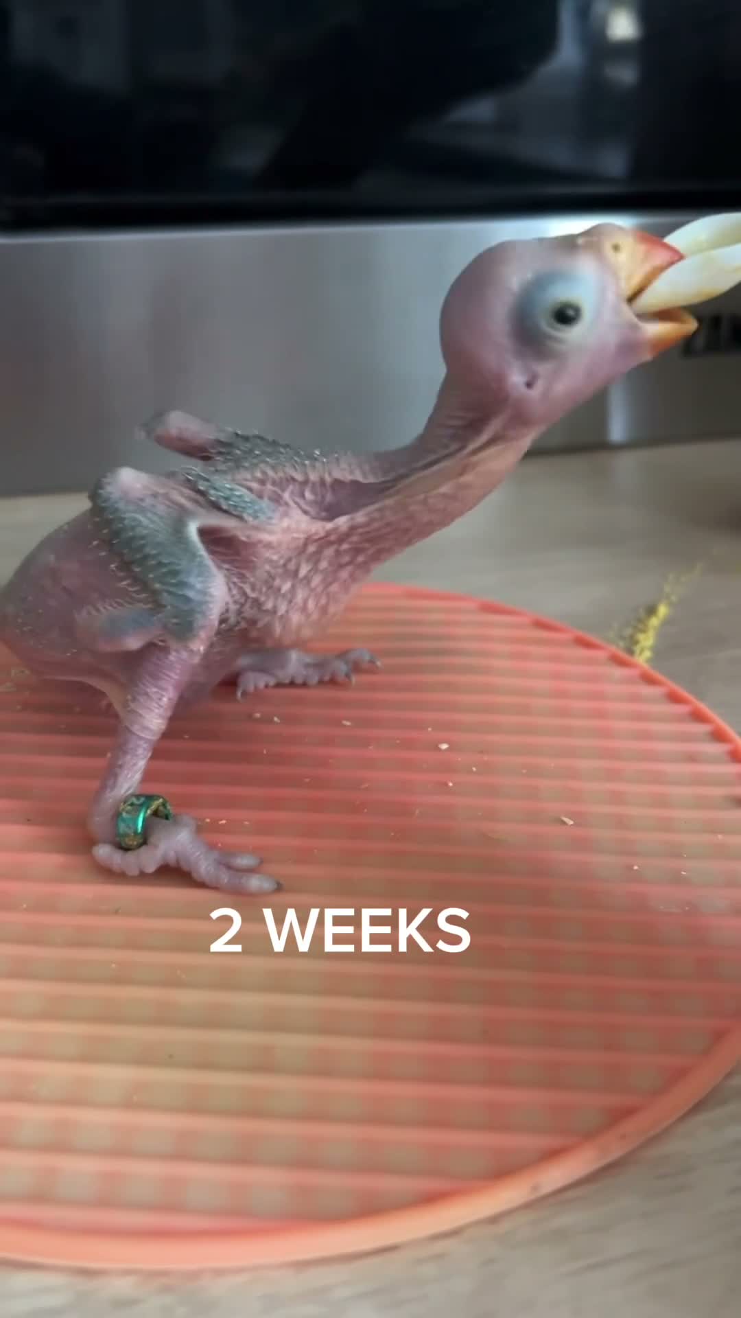 Ringnecks birds for sale:  **  DNAMALE HANDREAR TRAINED SPLIT CLEARTAIL  in Uxbridge - Video 1