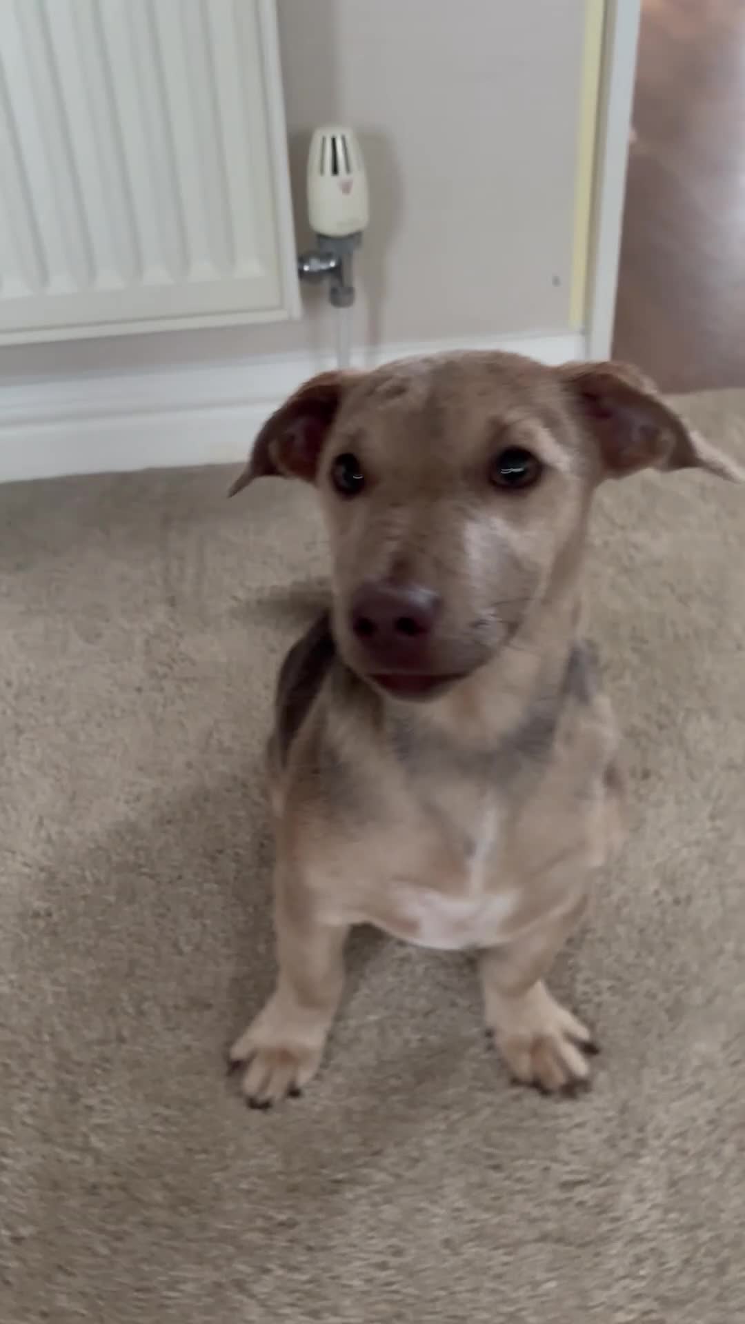 Jack Russell dogs for sale: Jack Russell puppy for sale  - Video 1