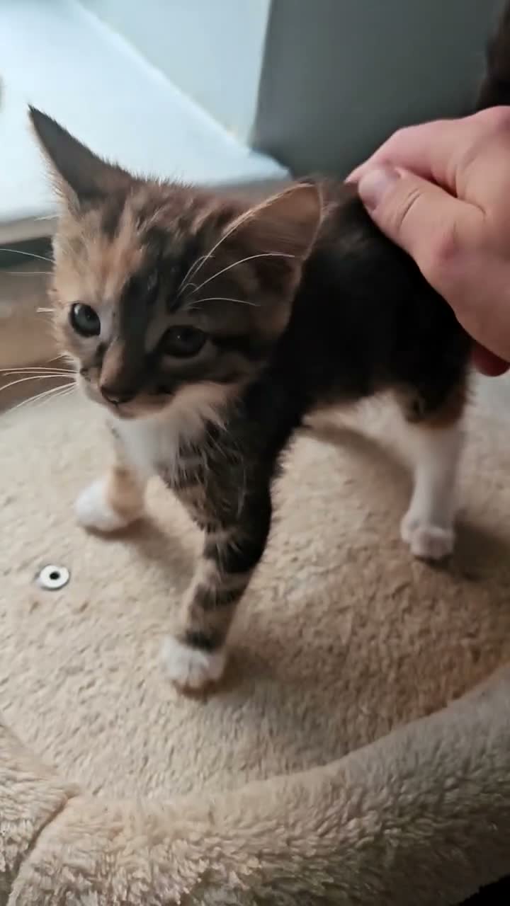 Mixed Breed cats for sale: Beautiful FLUFFY kittens VIDEOS - Video 3