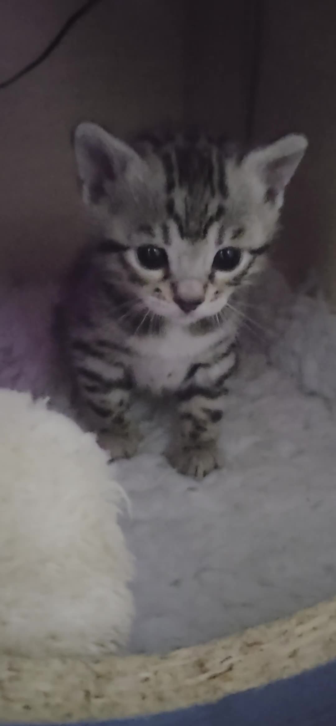 Bengal cats for sale: 🌟6 x CHAMPION BENGALS KITTENS🌟 - Video 2