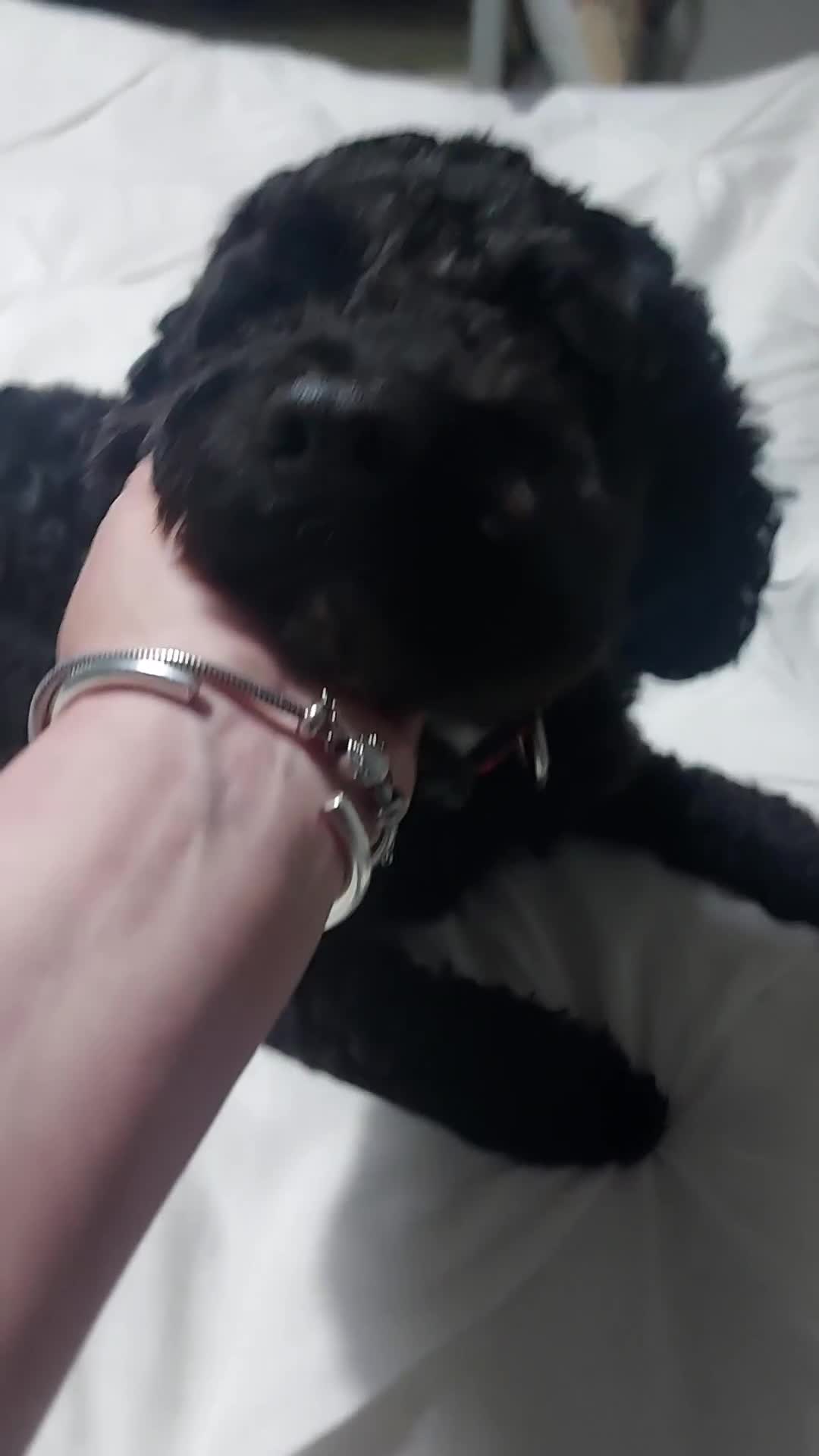 Cockapoo dogs for sale: Male Cockapoo - Video 1