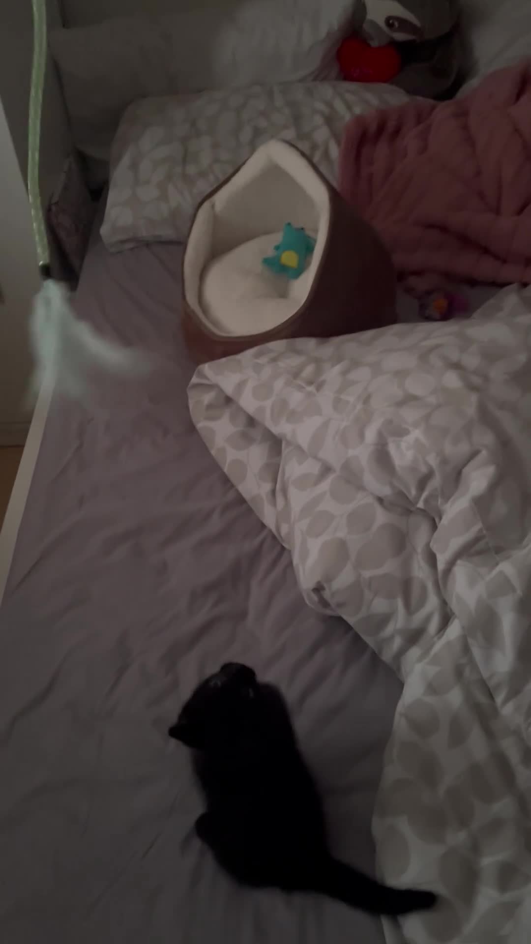 Mixed Breed cats for sale: Rehoming Nori  - Video 1