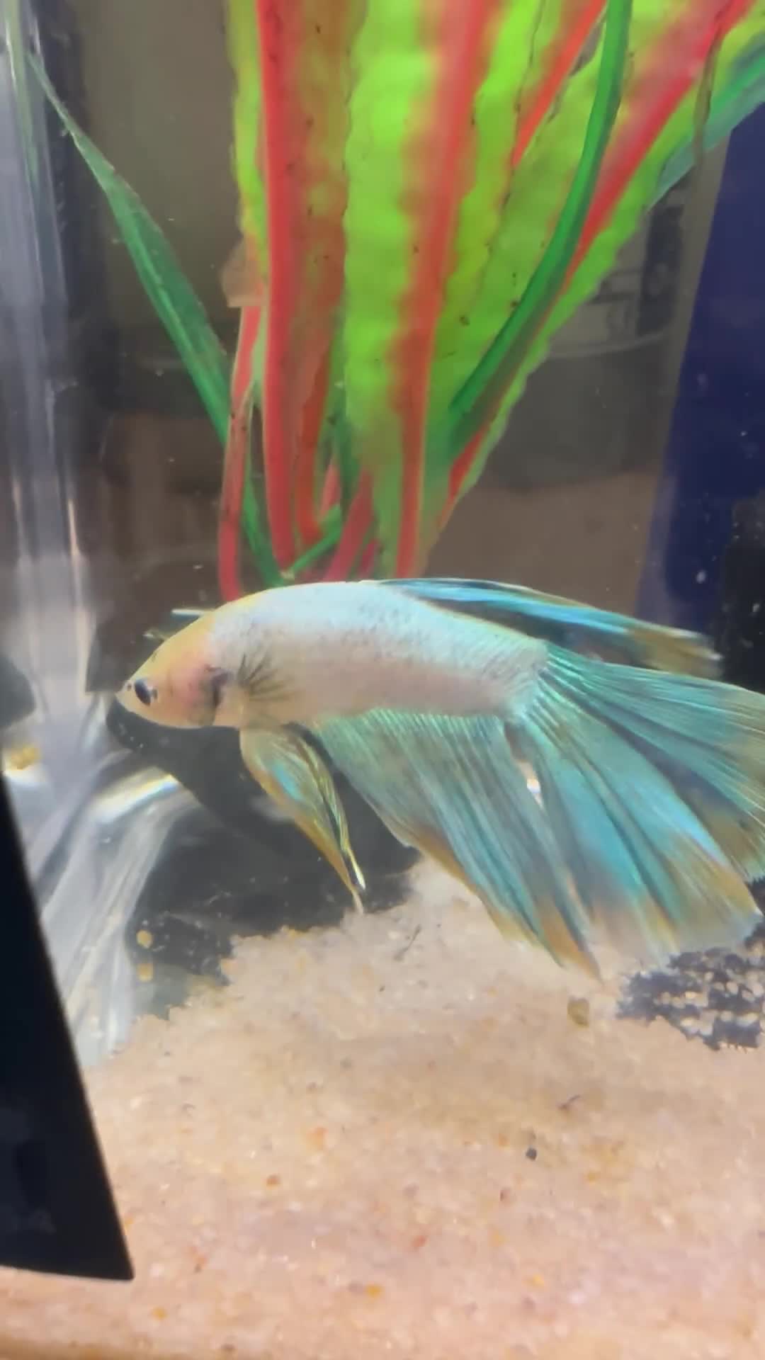 Bettas fish for sale: Betta seeking homes  - Video 2