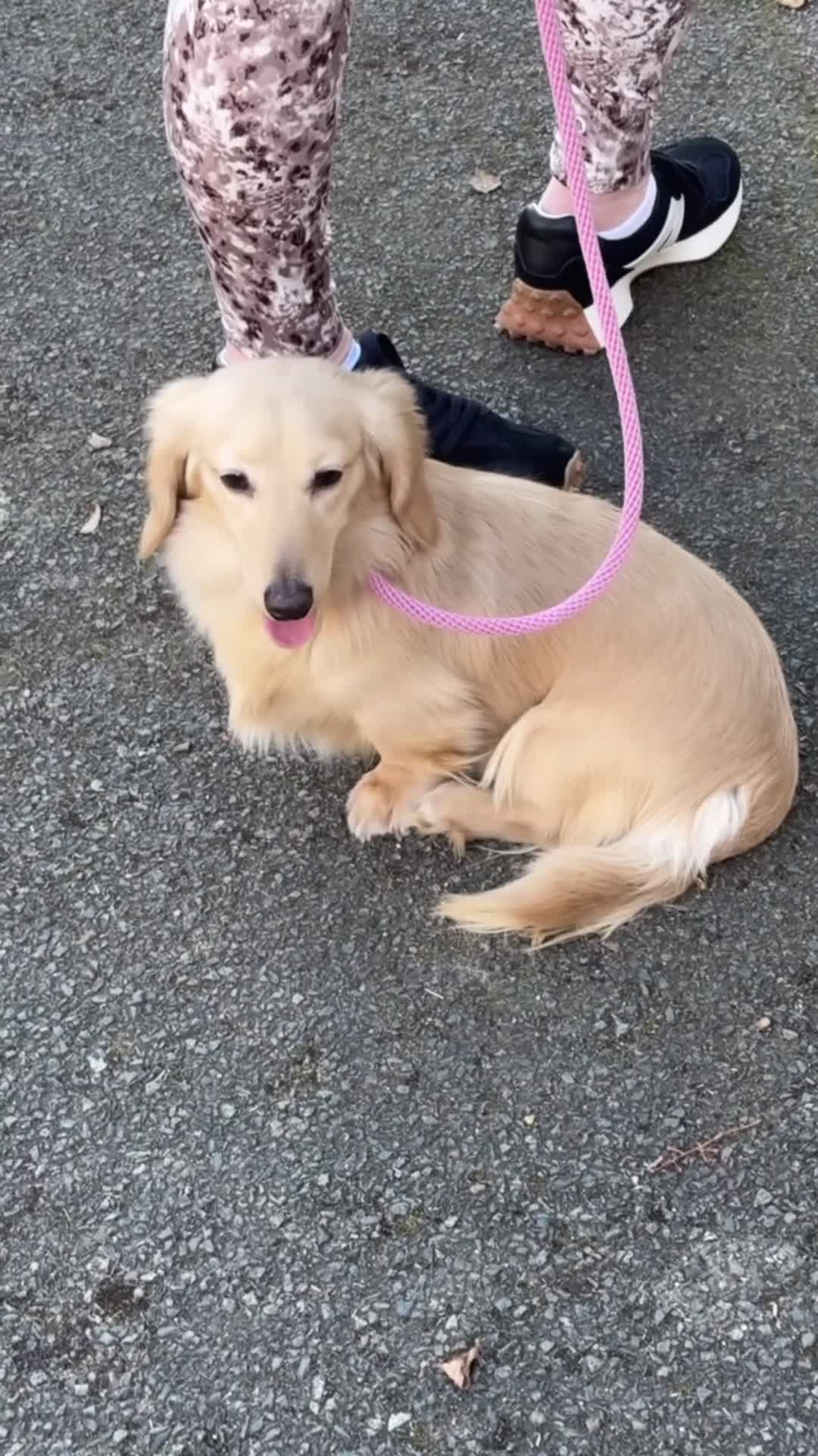 Miniature Dachshund dogs for stud: Paddington Miniature cream long haired stud boy  in Waltham Cross - Video 1