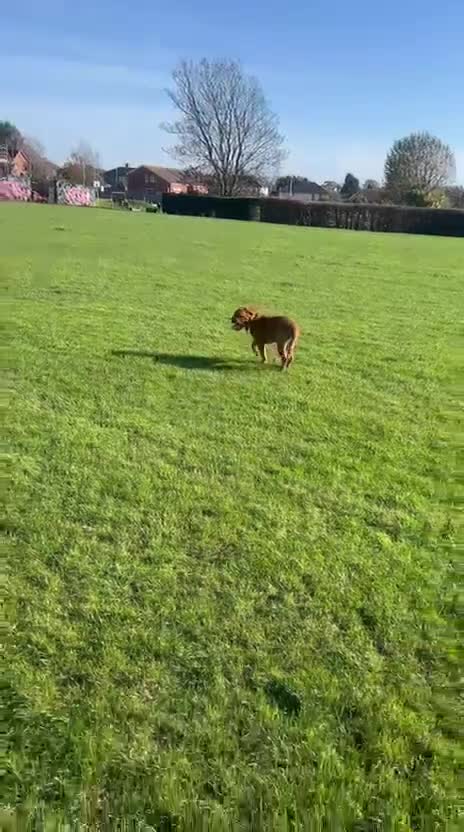 Dogue De Bordeaux dogs for sale: Beautiful boy - Video 1