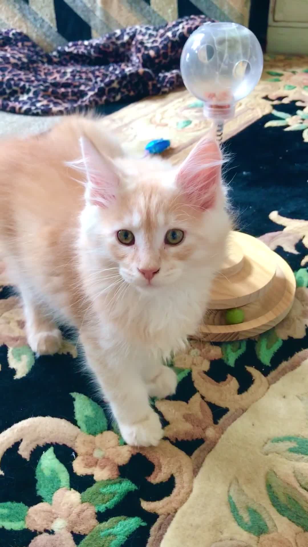 Maine Coon cats for sale: GCCF 5th Generation Pedigree Purebred Maine Coons  in Torquay - Video 2