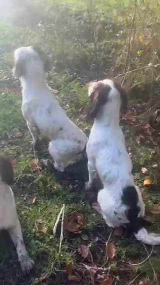 English Springer Spaniel dogs for stud: HEALTHTESTED WORKING ENGLISH SPRINGER SPANIEL in Bishop Auckland - Video 1