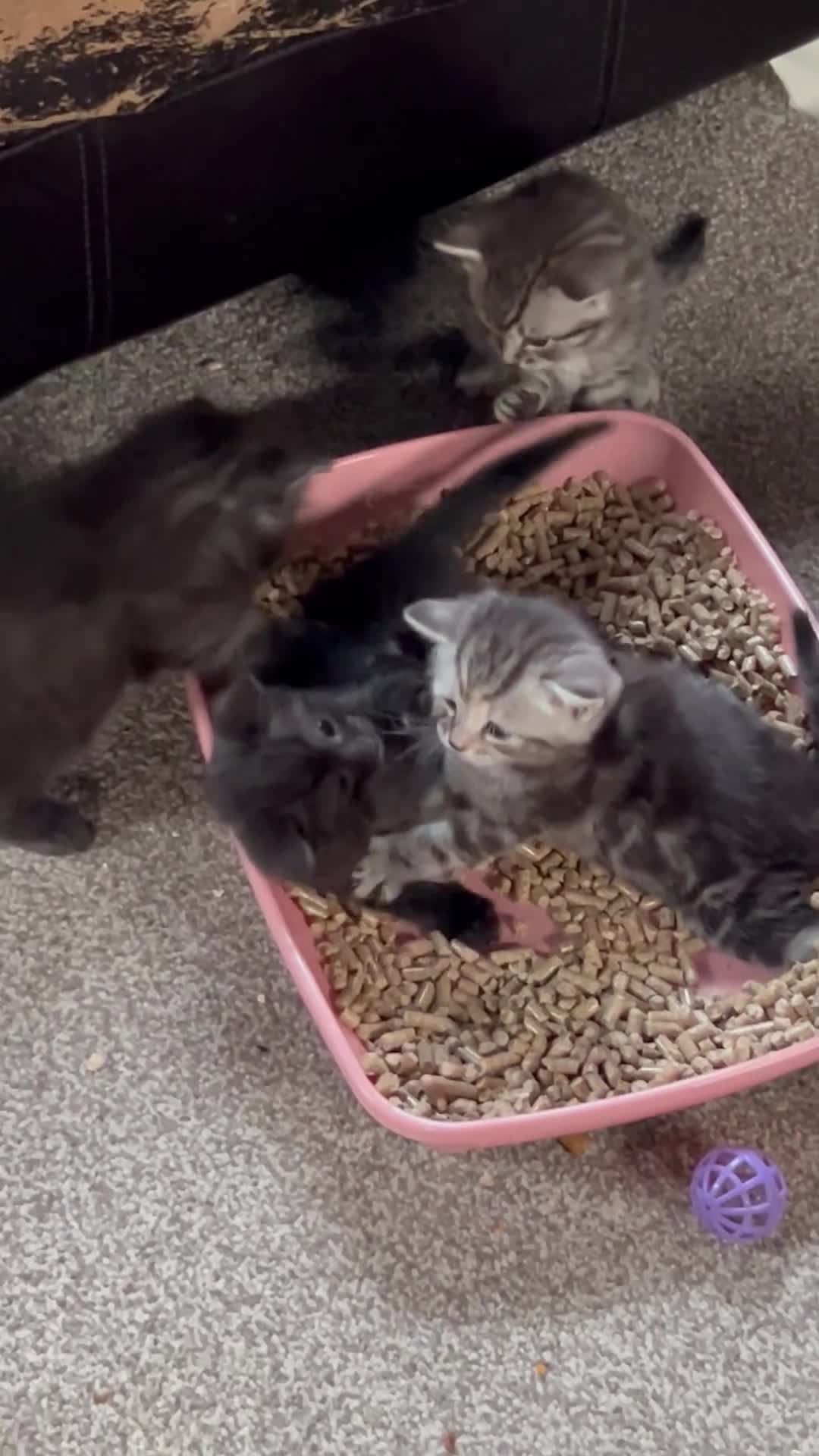 Bengal cats for sale: Bengal x Maine coone kittens - Video 4