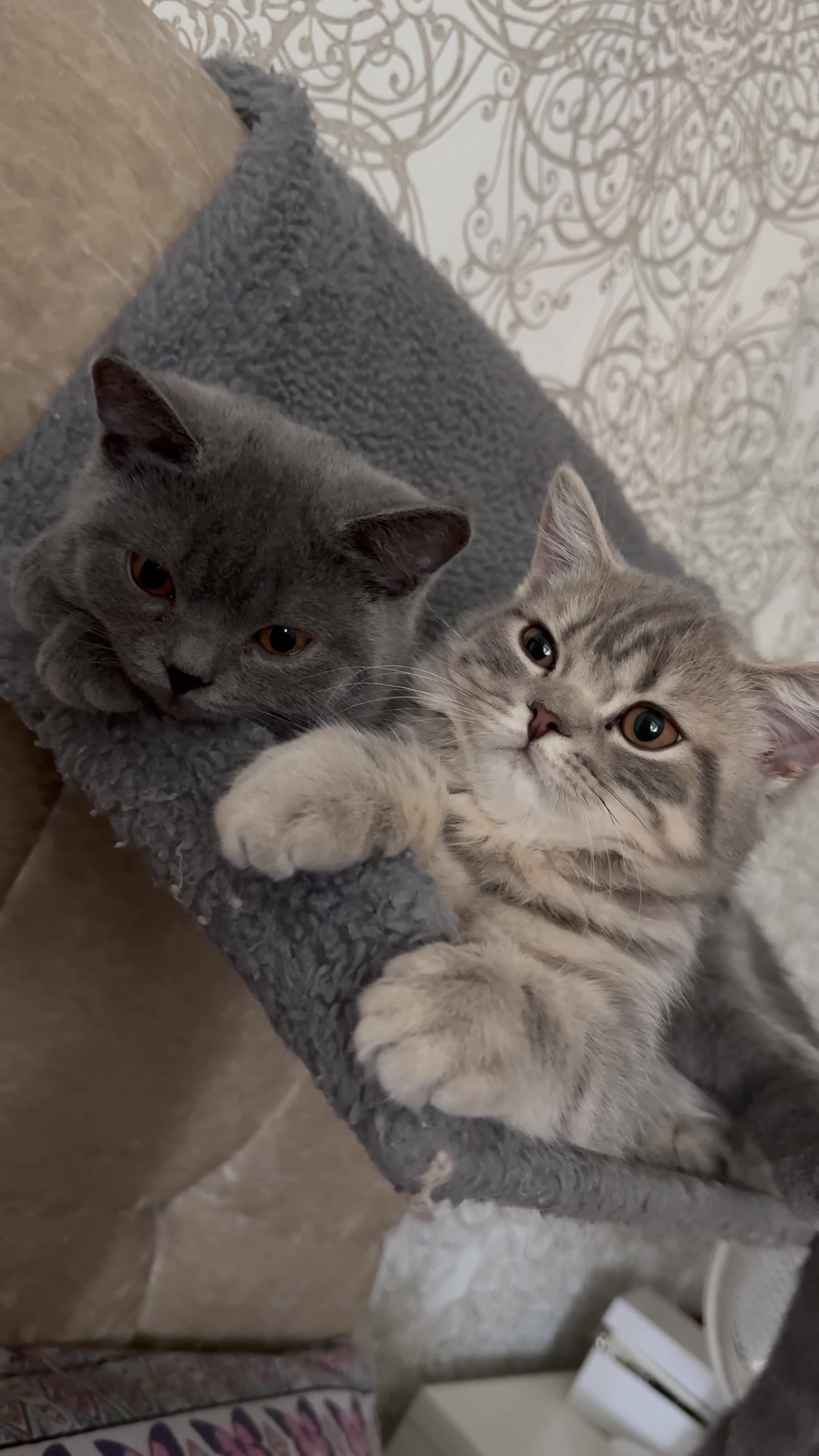 British Shorthair cats for sale: British shorthair  - Video 1
