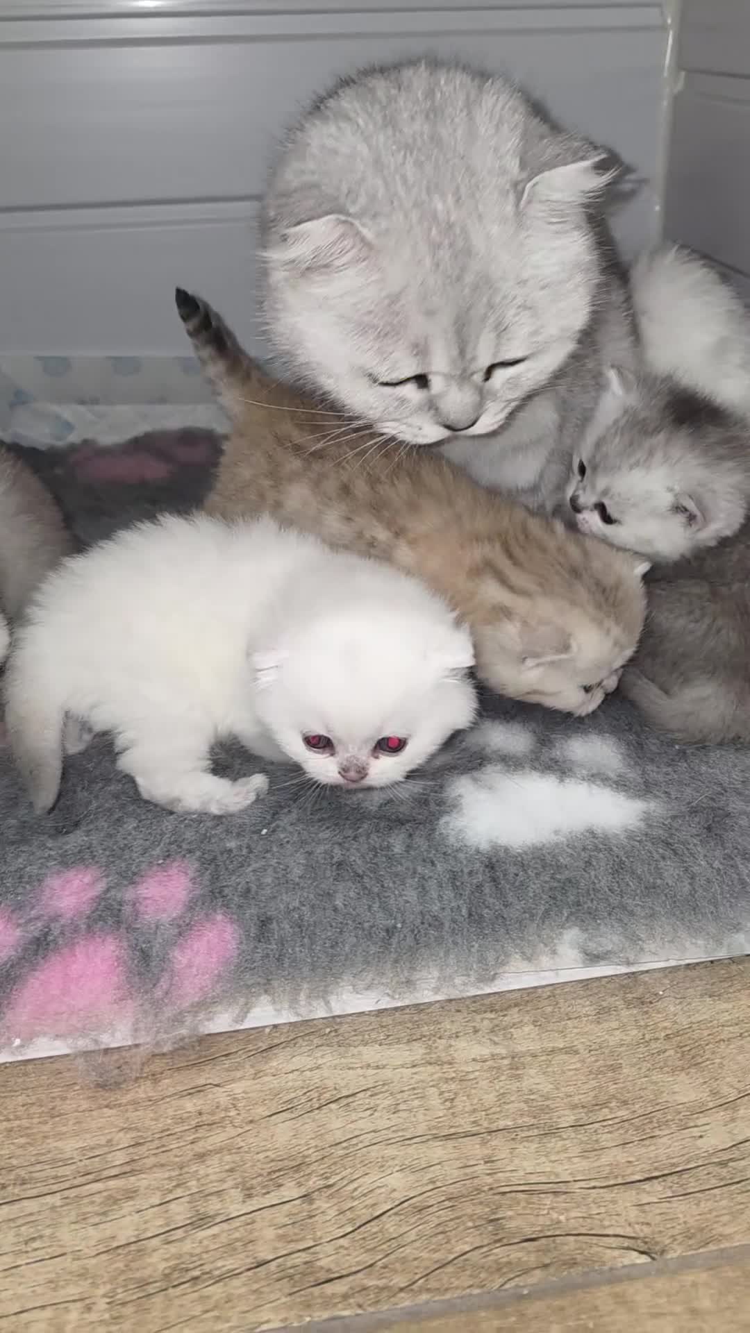 Scottish Fold cats for sale: STUNNING TICA PEDIGREE BABIES - Video 2