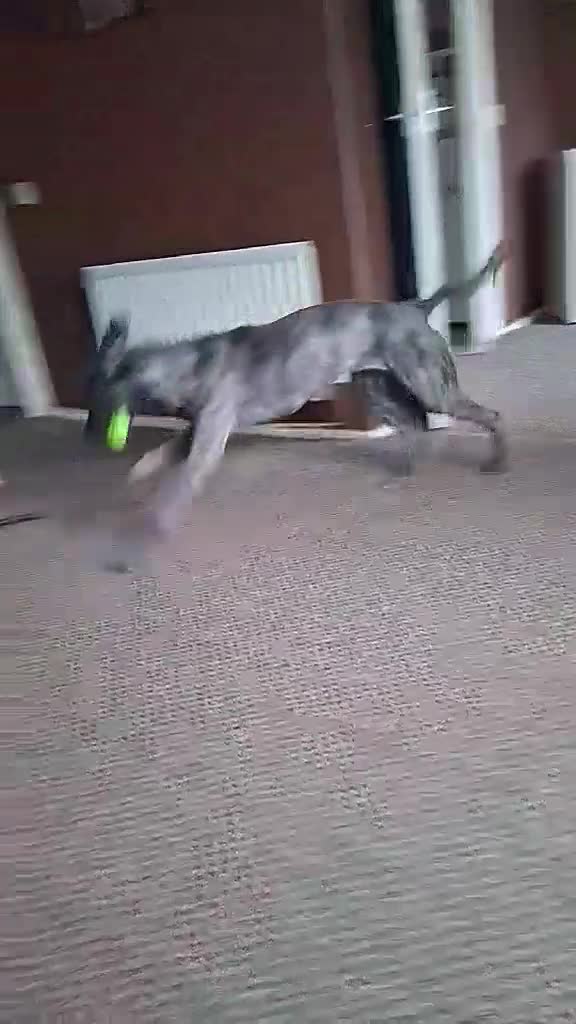 Mixed Breed dogs for sale: Beautiful Girl in need of a new home  - Video 1