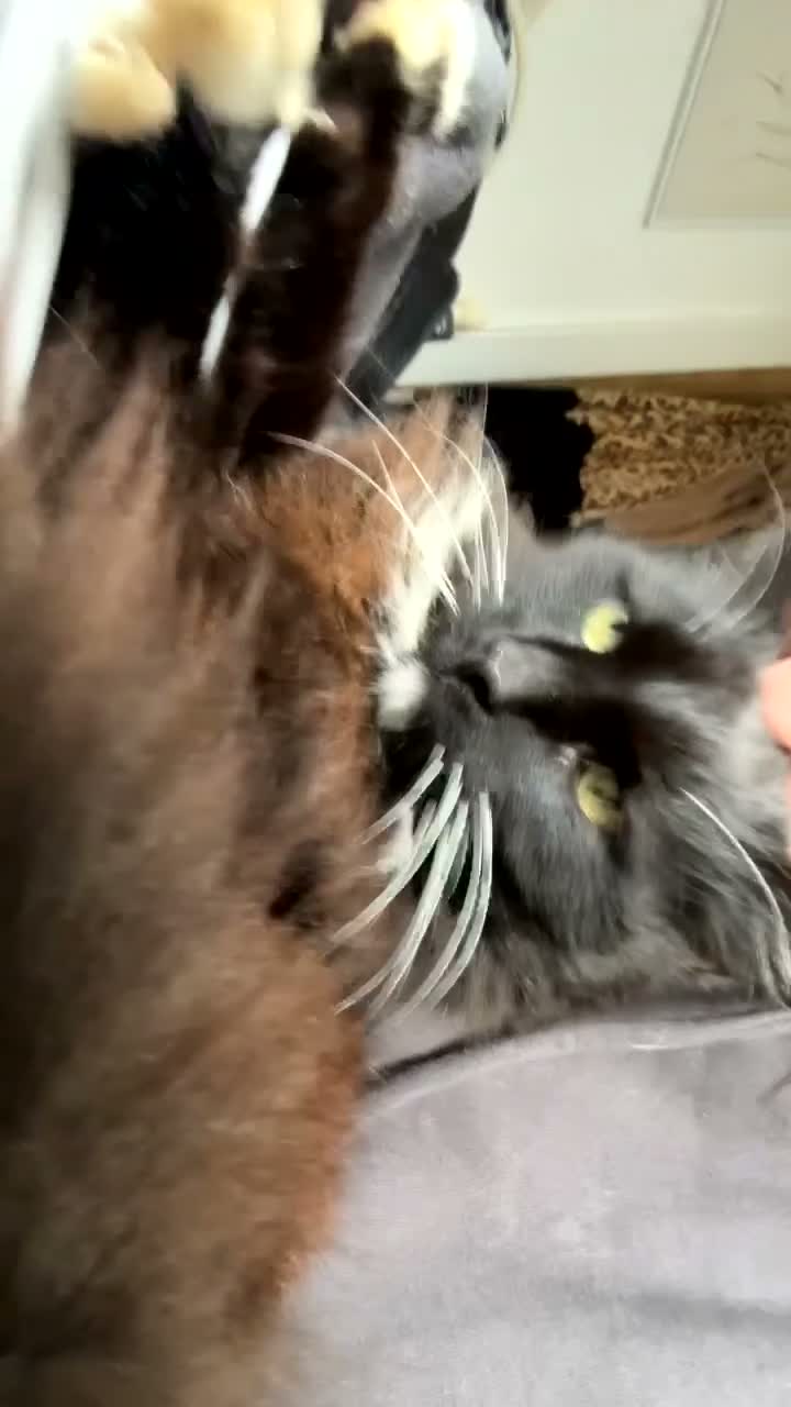 Mixed Breed cats for sale: Mr dusty  - Video 1