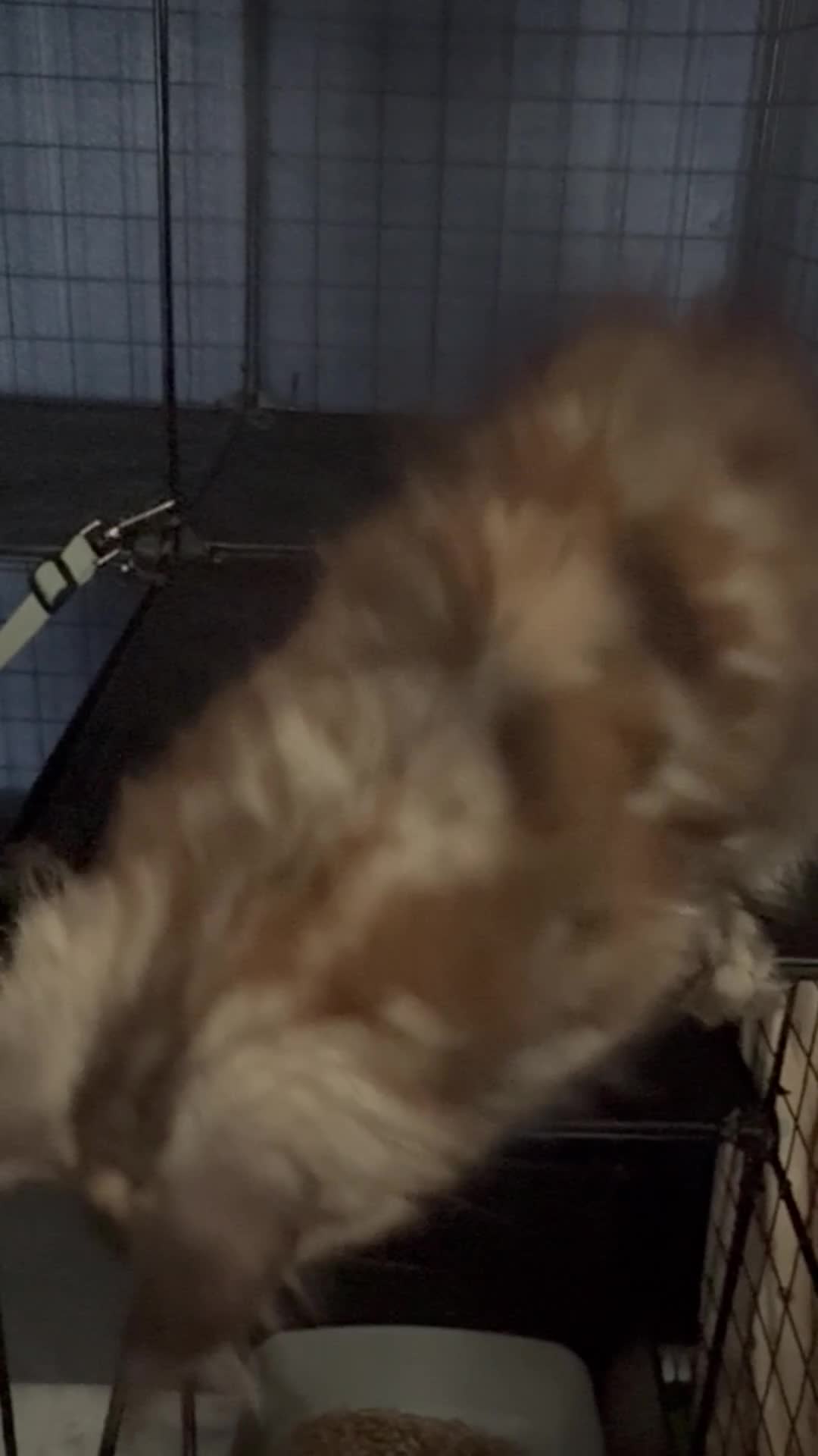 Maine Coon cats for sale: Beauty Maine coon girl ready now  - Video 1
