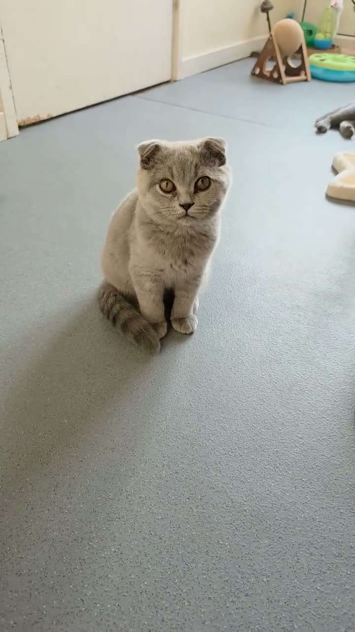 British Shorthair cats for sale: Only 1 boy💙and  1 girl🤎 left - Video 3