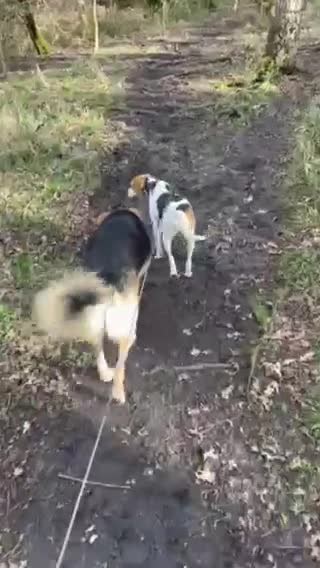 Mixed Breed dogs for adoption: Sweet Ellie - Video 1