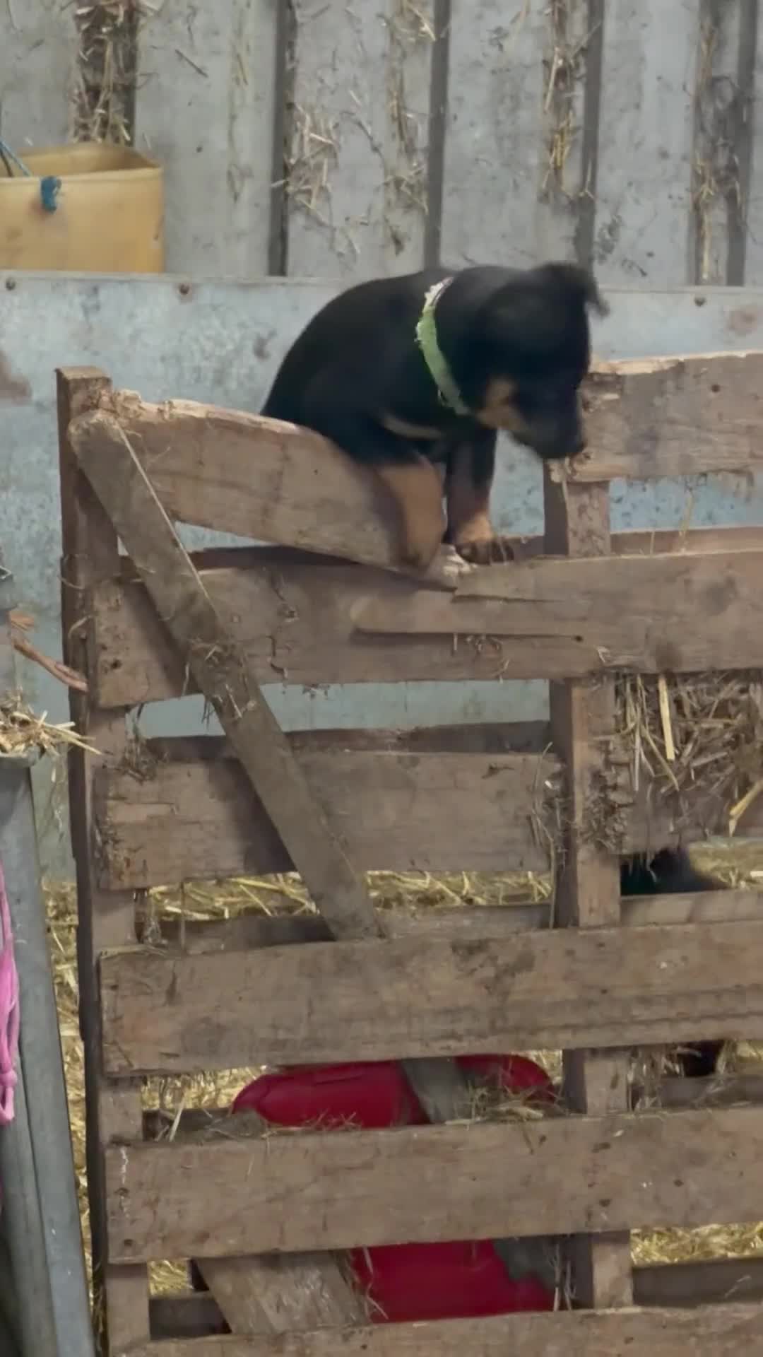 Mixed Breed dogs for sale: kelpie/blue heelers - Video 3