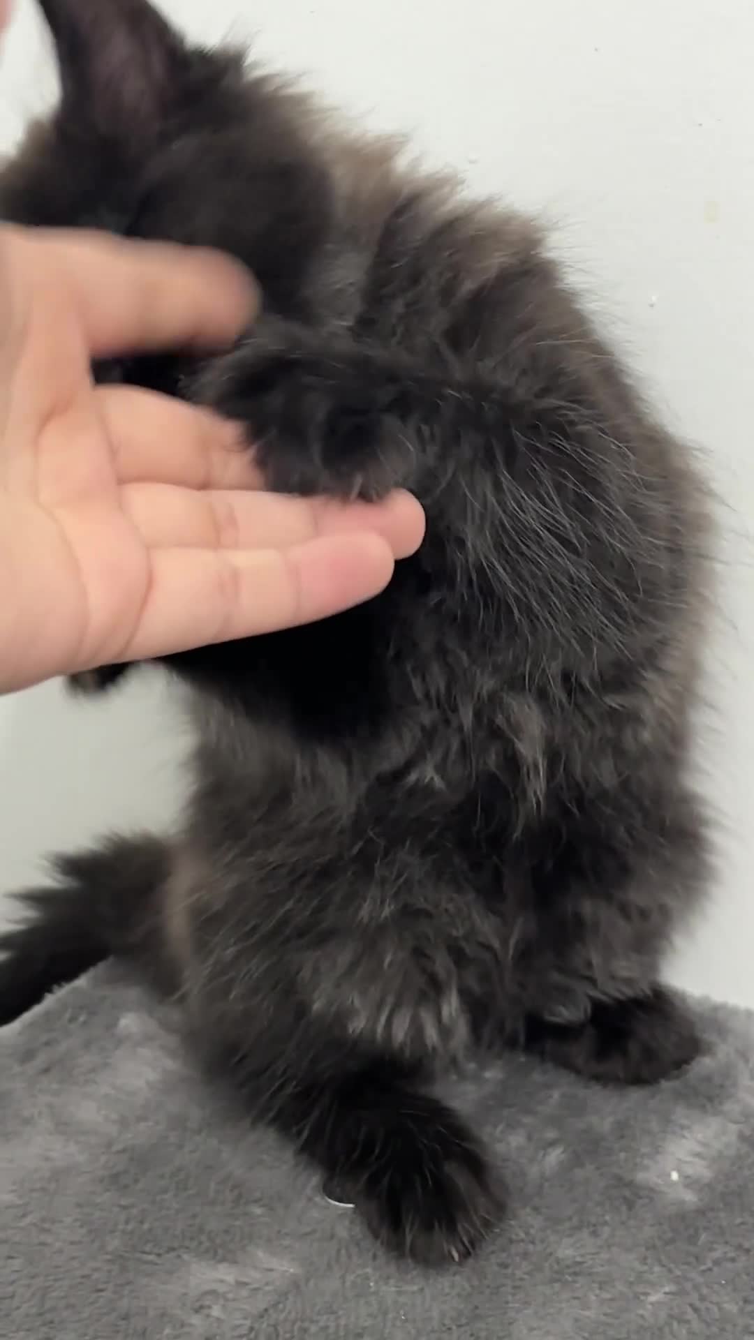 Maine Coon cats for sale: XXL RUSSIAN MAINE COON KITTENS - Video 1