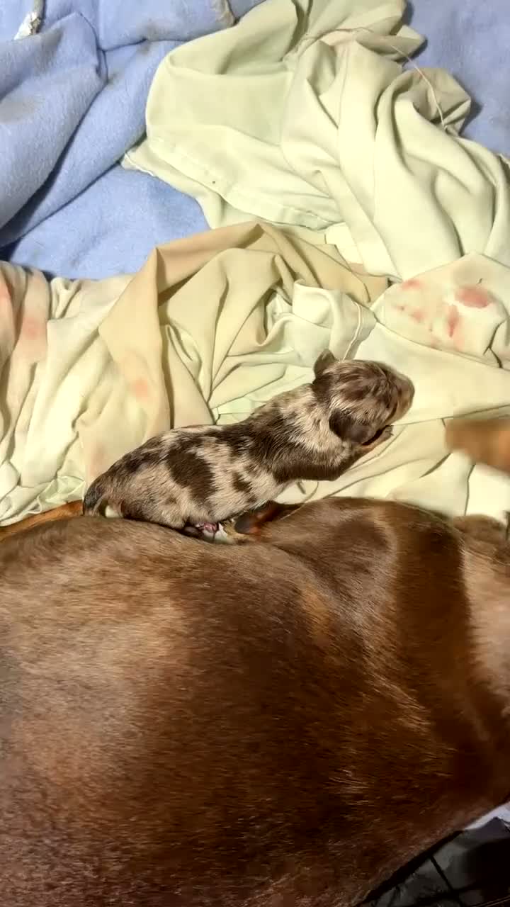 Miniature Dachshund dogs for sale: 5 mini dachshunds (2 males, 3 females)  - Video 1