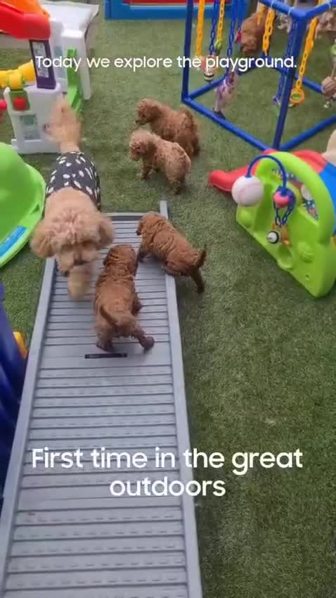 Cavapoo dogs for sale: 5 Star licenced breeder ** 2 girls available ** - Video 2