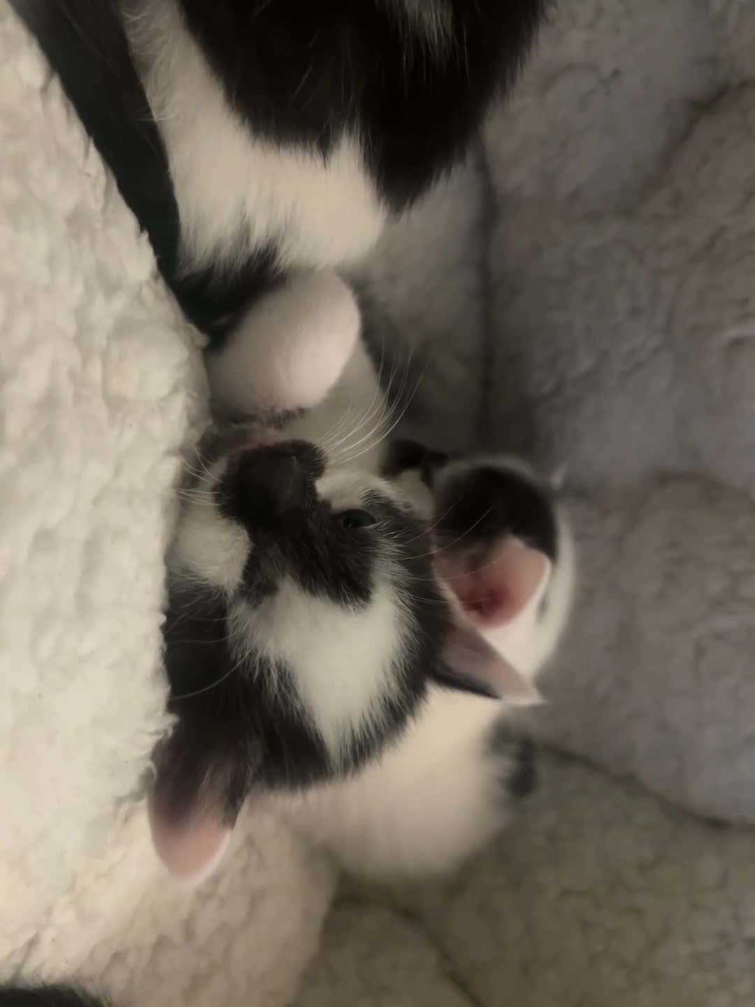 British Shorthair cats for sale: 3 BRITISH SHORT HAIR MIX KITTENS - Video 1