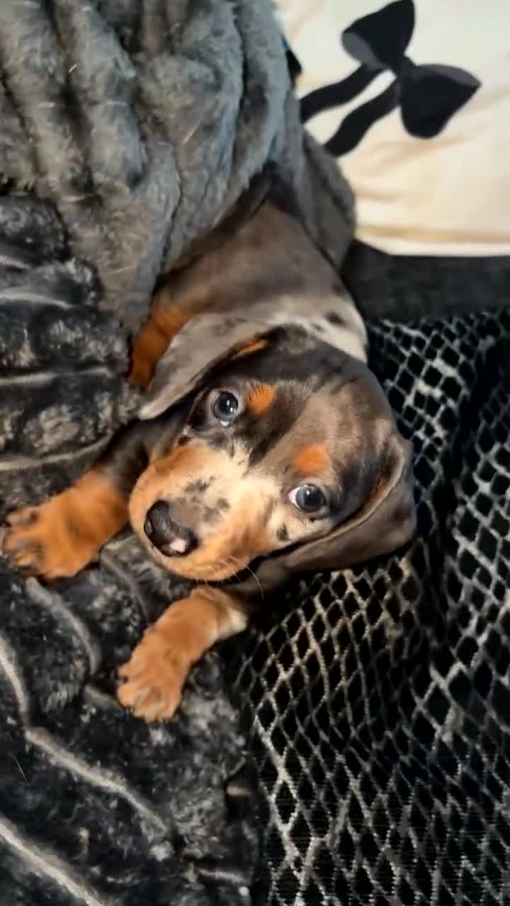 Dachshund dogs for sale: Dashounds  in Stockton-on-Tees - Video 1