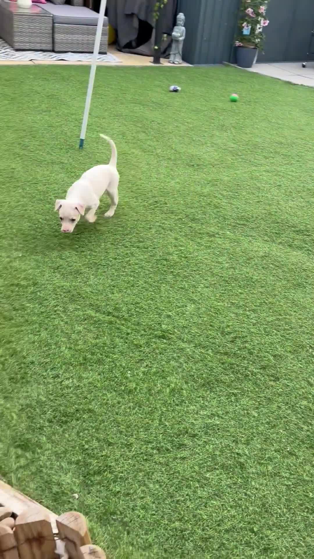 Italian Greyhound dogs for sale: Italian greyhound puppies  - Video 2