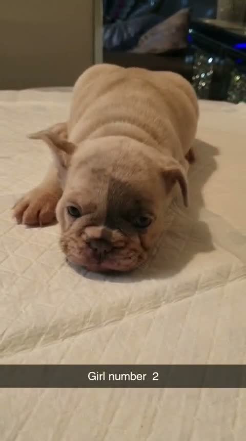 French Bulldog dogs for sale: Beautiful Frenchies  - Video 2