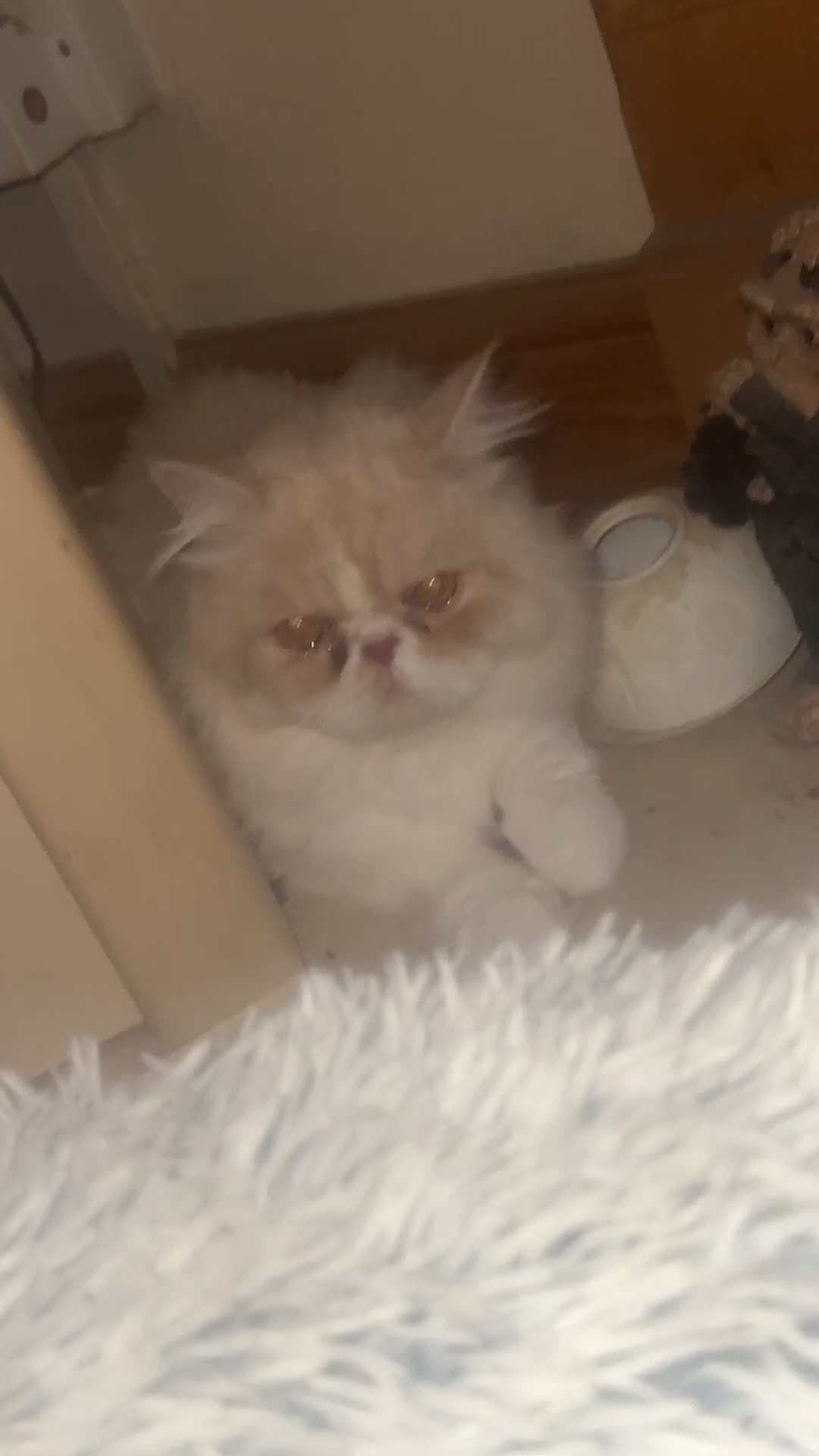 Persian cats for sale: Male Persian  - Video 1