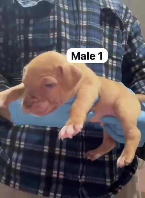 Mastiff dogs for sale: Mastiff  - Video 2