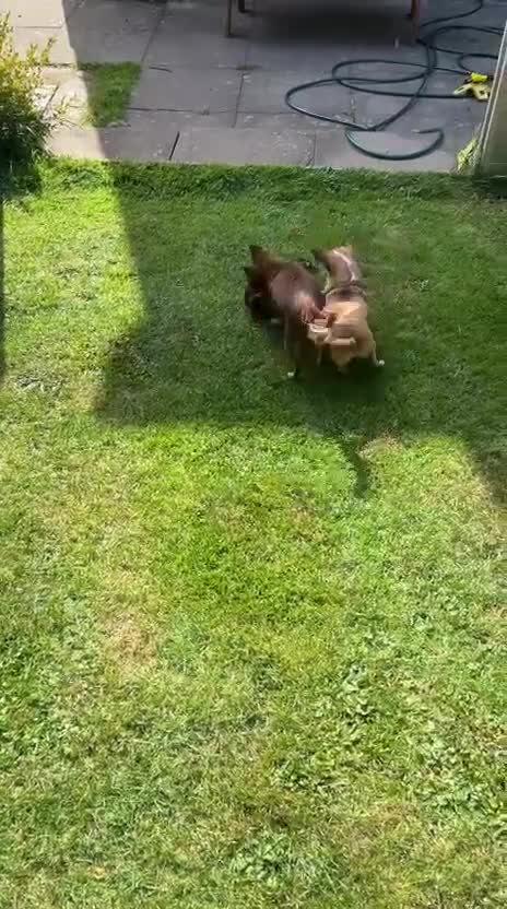 Chihuahua dogs for sale: Chihuahua teacup - Video 5