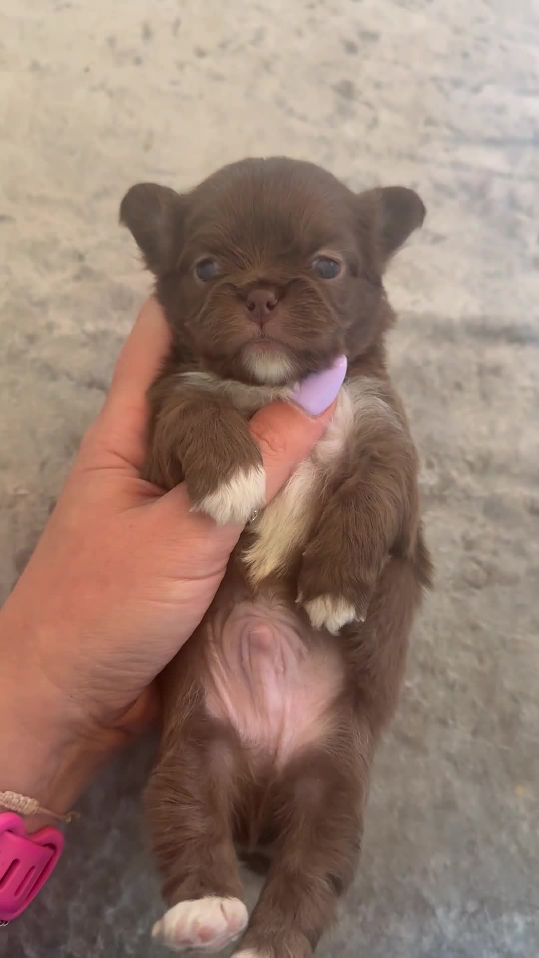 Chihuahua dogs for sale: Stunning Longcoat blue female & Choclate male  - Video 3