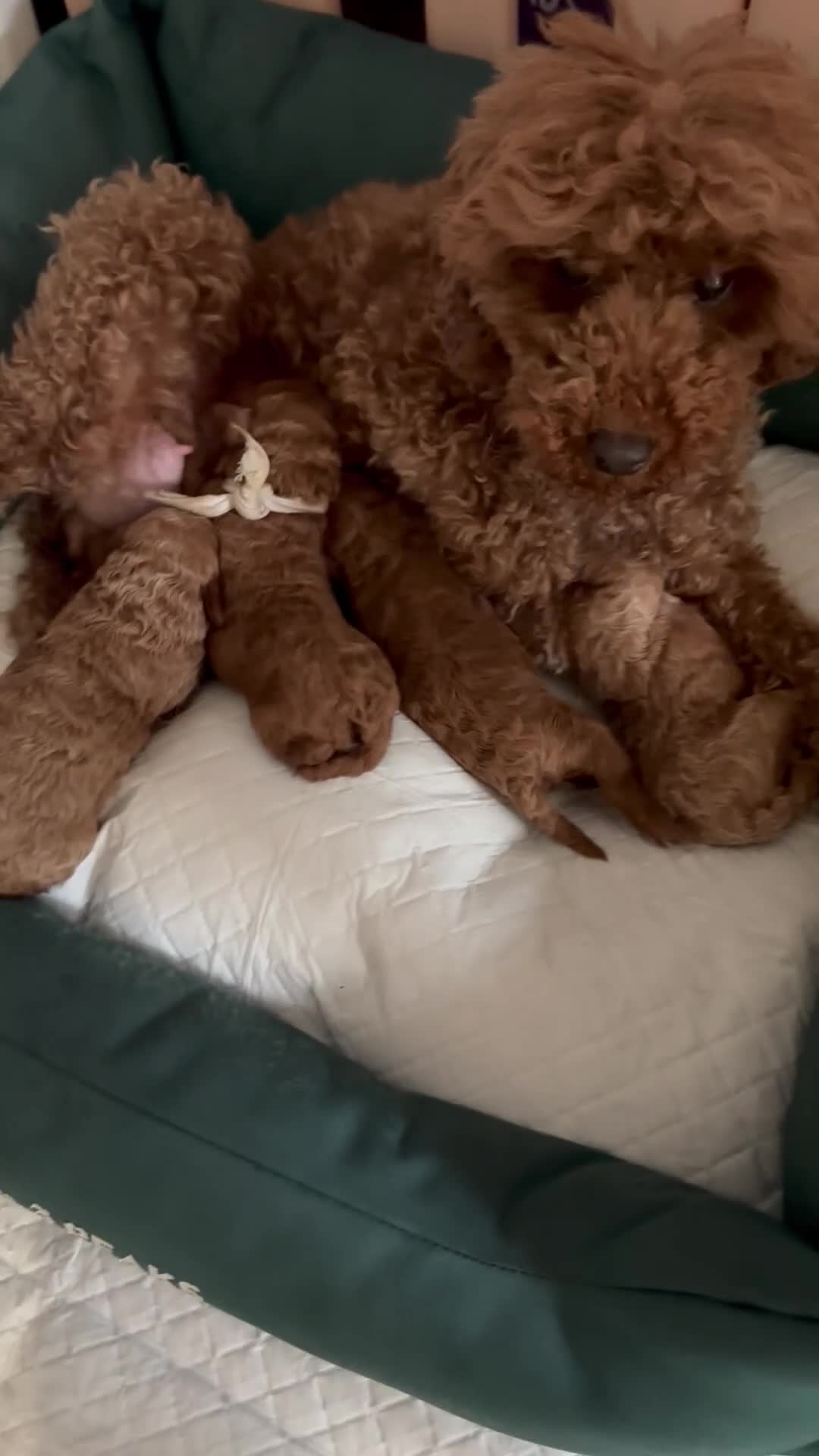 Miniature Poodle dogs for sale: lovely miniature poodle puppies - Video 1