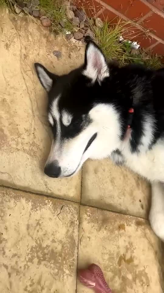 Siberian Husky dogs for sale: husky 6 month old - Video 1